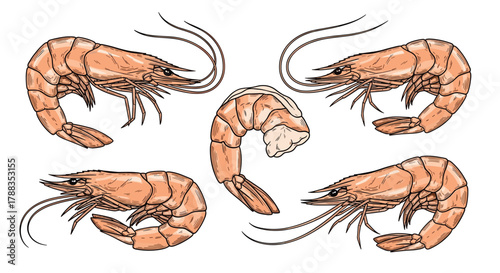 An artistic collection of whole and peeled shrimp illustrations, showcasing various positions and details on a clean white background.