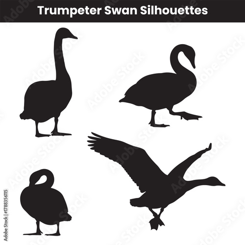Trumpeter Swan Silhouettes