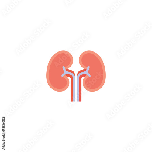 Kidney Anatomy Medical Illustration on White Background