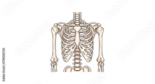 Anatomical illustration featuring the upper human skeletal structure with rib cage