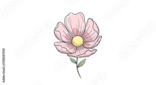 Delicate pink blossom with a yellow center floating on a pristine white canvas space