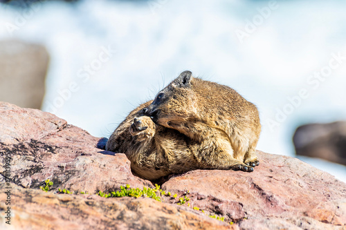 A view of a rock hyrax preening on the rocky shoreline at Hermanus, South Africa in springtime