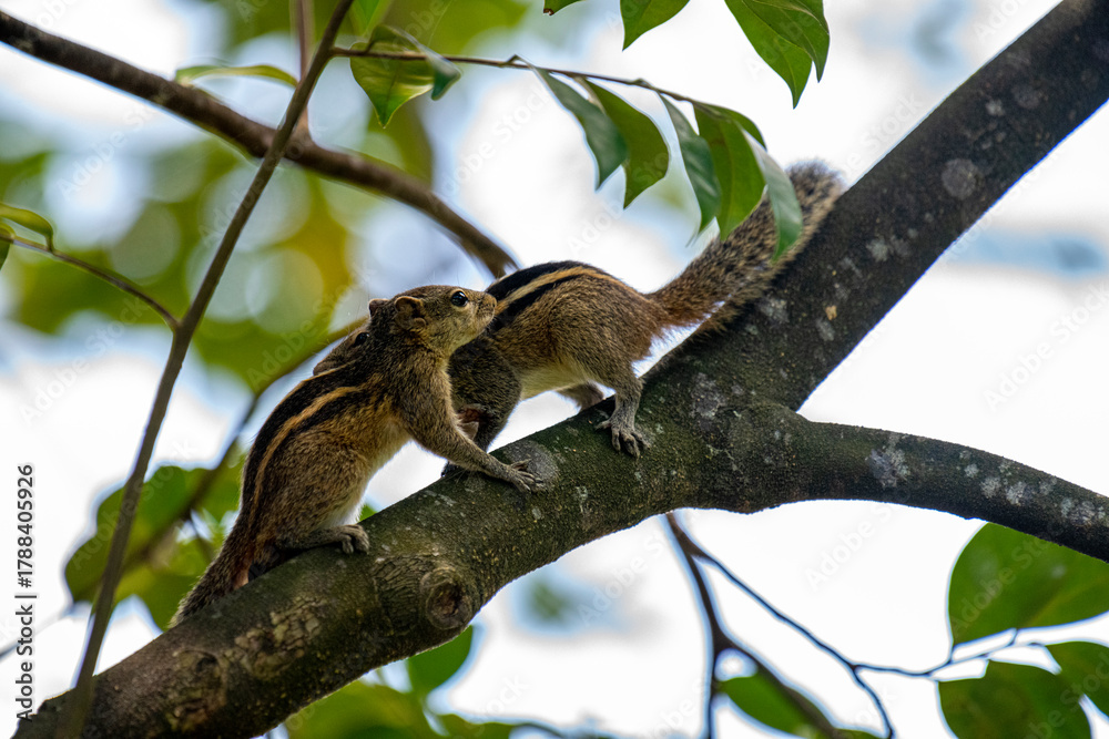 Fototapeta premium Two brown striped squirrels climbing on a textured tree branch amidst green leaves and bright sunlight.