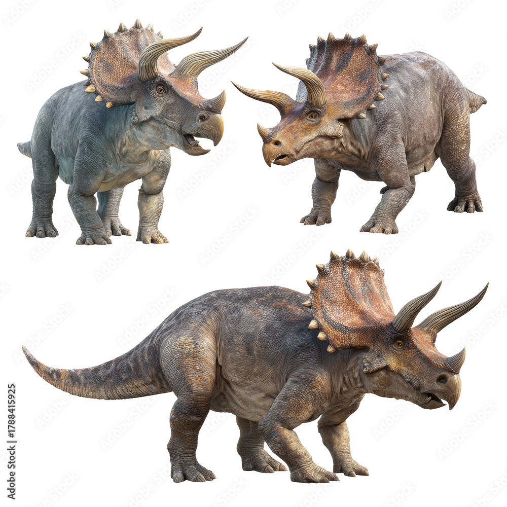 Fototapeta premium Triceratops dinosaurs standing, showing prehistoric extinct animals