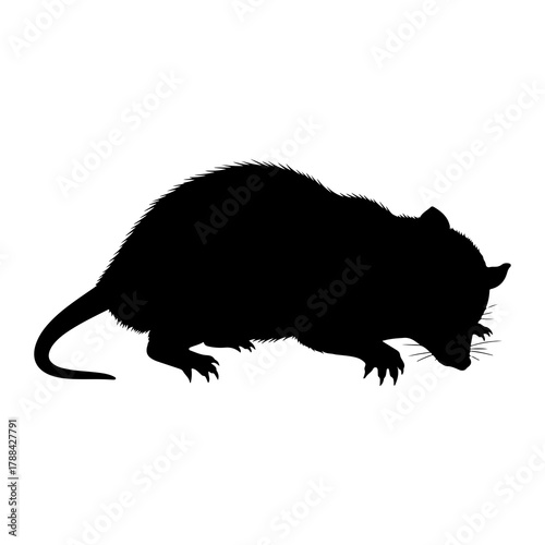 Rat Silhouette Sniffing Ground on White Background