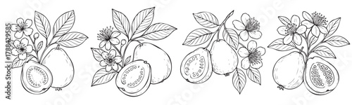 A black and white drawing of fruit with a leafy border. The fruit includes a lemon, an orange, and a pomegranate