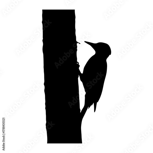 Silhouette of Woodpecker on Tree Trunk bird