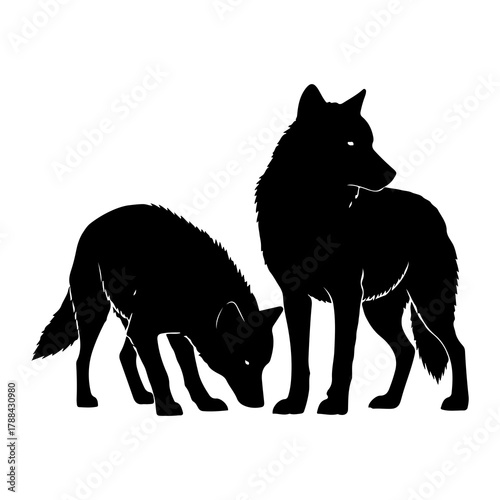 Two wolves in silhouette one sniffing the ground animals