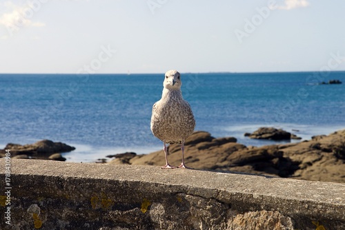 Bild auf Leinwand Regard curieux de l'oiseau .