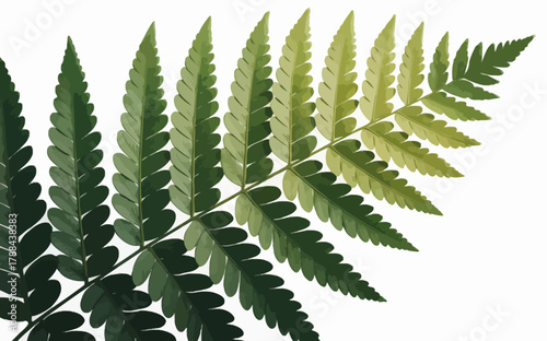 Close up of a fern frond against a white background showcasing intricate details and vibrant green hues for botanical and nature enthusiasts
