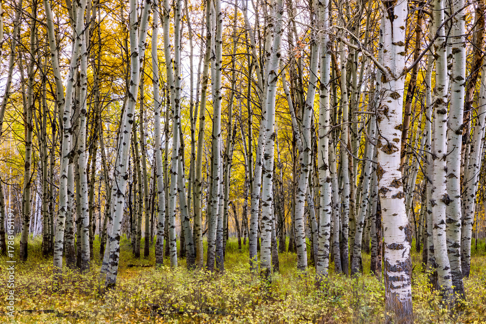 Fototapeta premium autumn birch trees in a forest