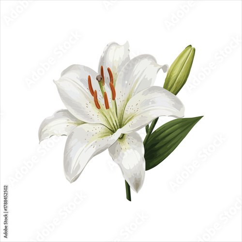 Elegant White Lily Flower Blossom with Green Bud on White Background