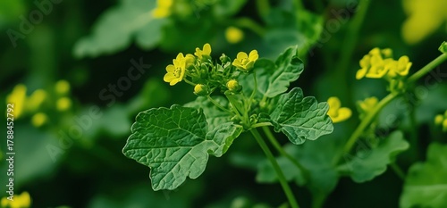Close-up of a wild mustard plant with small yellow flowers and green leaves in soft focus.
