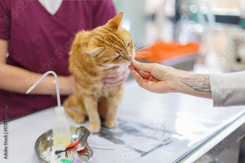 Examen d’un chat roux lors d’une visite médicale chez le vétérinaire