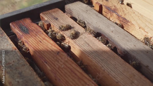Super slow motion. Inside a hive. Worker bees in the hive build honeycombs.