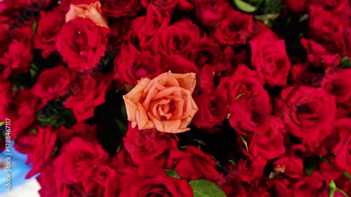 Bunch of rose flowers
