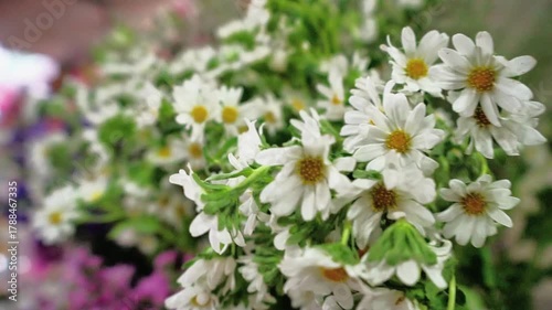 White daisy flower bunch
