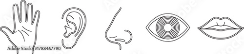 Basic line art vector icons representing the five essential human senses: touch, hearing, smell, sight, and taste. Vector