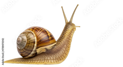 Close up macro photography of a garden snail isolated on transparent background
