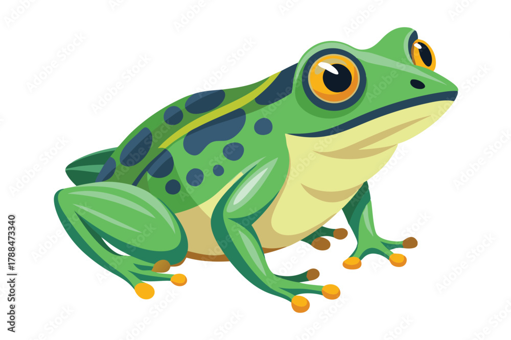 Obraz premium frog on white background