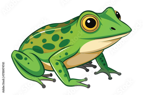 frog on white background