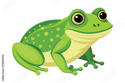 frog on white background
