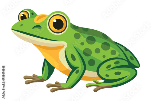 frog on white background