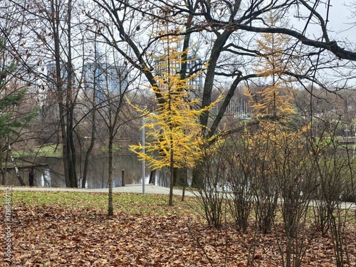 Autumn landscape with yellow larches and bare trees by the river in moody atmosphere