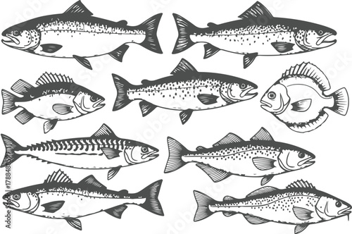 Collection of various fish species illustration