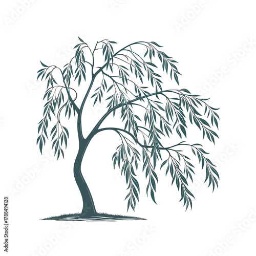 Willow Tree (Hanging Leaves)
