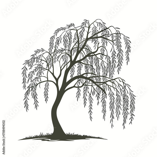 Willow Tree (Hanging Leaves)