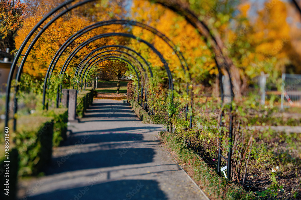 Fototapeta premium Fall trees landscape in vibrant colors