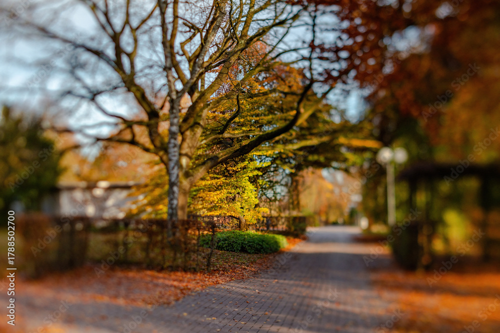 Fototapeta premium Fall trees landscape in vibrant colors