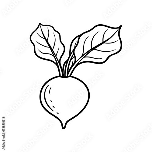 Illustration of a simple turnip with two leaves on transparent background