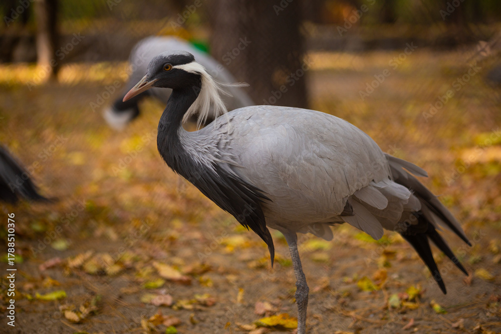 Obraz premium Demoiselle Crane (Anthropoides virgo) at a local zoo