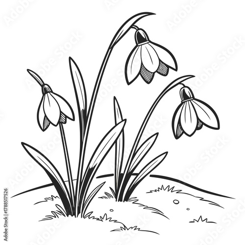 Black and white illustration of three snowdrop flowers emerging from the ground
