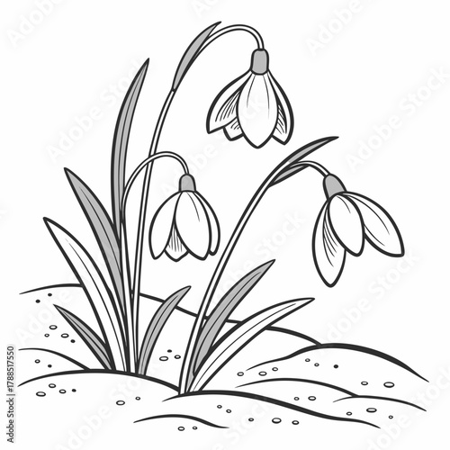 Black and white illustration of snowdrops emerging from the ground