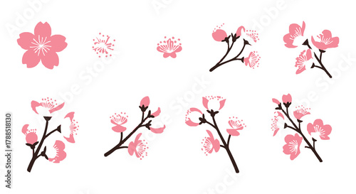 Collection of delicate pink cherry blossom flowers and branches isolated on a white background