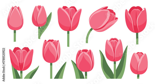 Collection of beautiful pink tulip flowers with green leaves isolated on white background