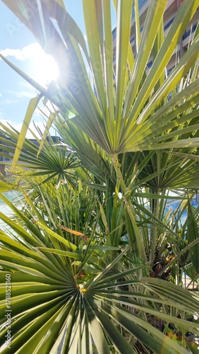Under the palm, chasing sunlight.