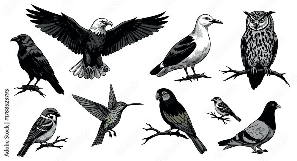 Fototapeta premium Various bird species illustrated in black and white, including an eagle, raven, seagull, owl, sparrow, hummingbird, parrot, and pigeon, each perched or in flight.