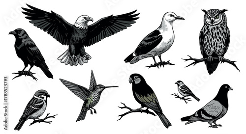 Various bird species illustrated in black and white, including an eagle, raven, seagull, owl, sparrow, hummingbird, parrot, and pigeon, each perched or in flight.