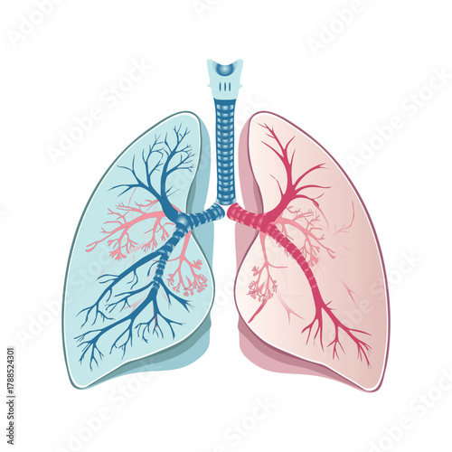 A detailed anatomical illustration of human lungs showing the trachea, bronchi, and bronchioles, with blue and pink colors indicating blood oxygen levels.