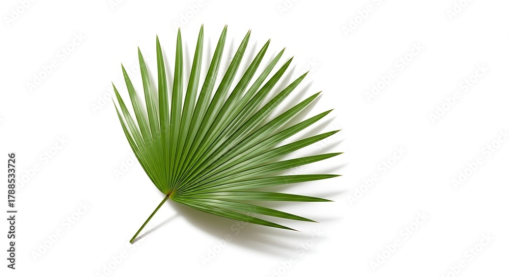 Fototapeta premium Green palm leaf