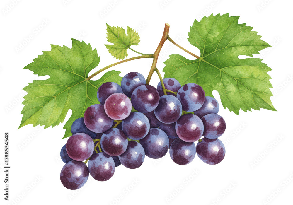 Fototapeta premium Vibrant watercolor illustration of luscious dark purple grapes and green leaves, natural bloom, soft highlights, on a transparent background with copy space, gourmet food concept