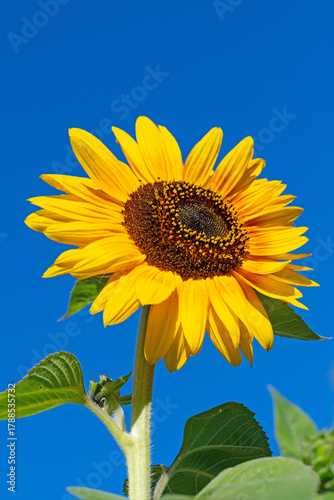 Sonnenblume, Helianthus annuus, in einer Nahaufnahme