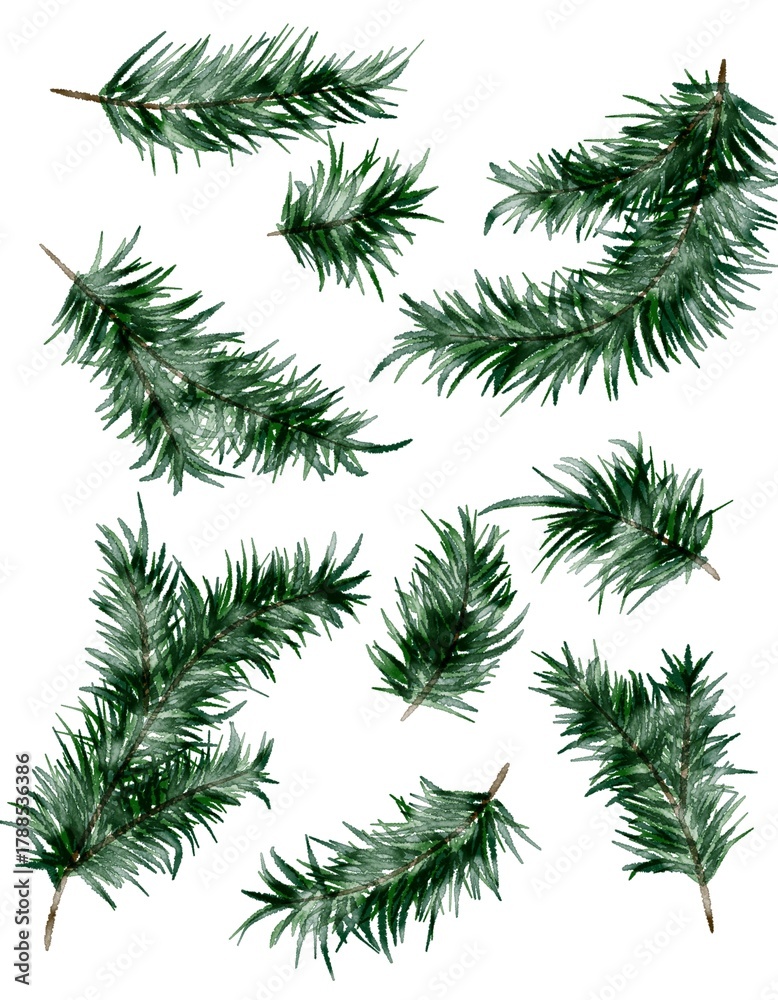 Naklejka premium Set of hand-painted watercolor evergreen fir branches. 
