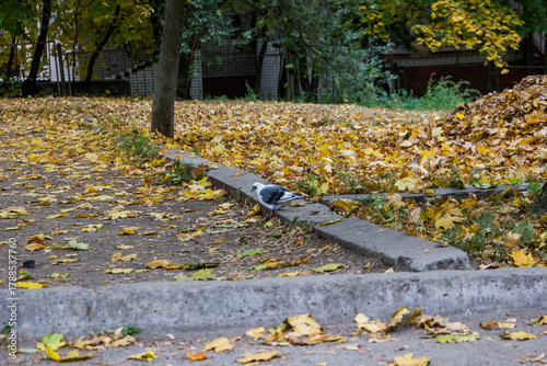 white-gray bird sits on curb, city pigeon among  fallen, yellow-green, pile of maple, on  ground, yellow background, colorful, lying everywhere, autumn