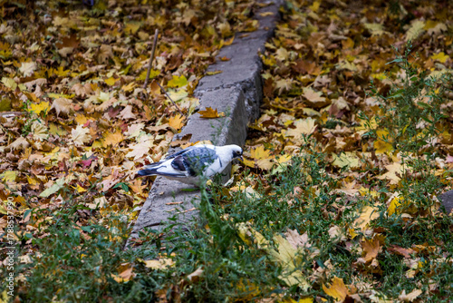 white-gray bird sits on the curb, a city pigeon pecks grass, yellow-green leaves, fallen on the ground, yellow background, maple, colorful, lying everywhere, autumn
