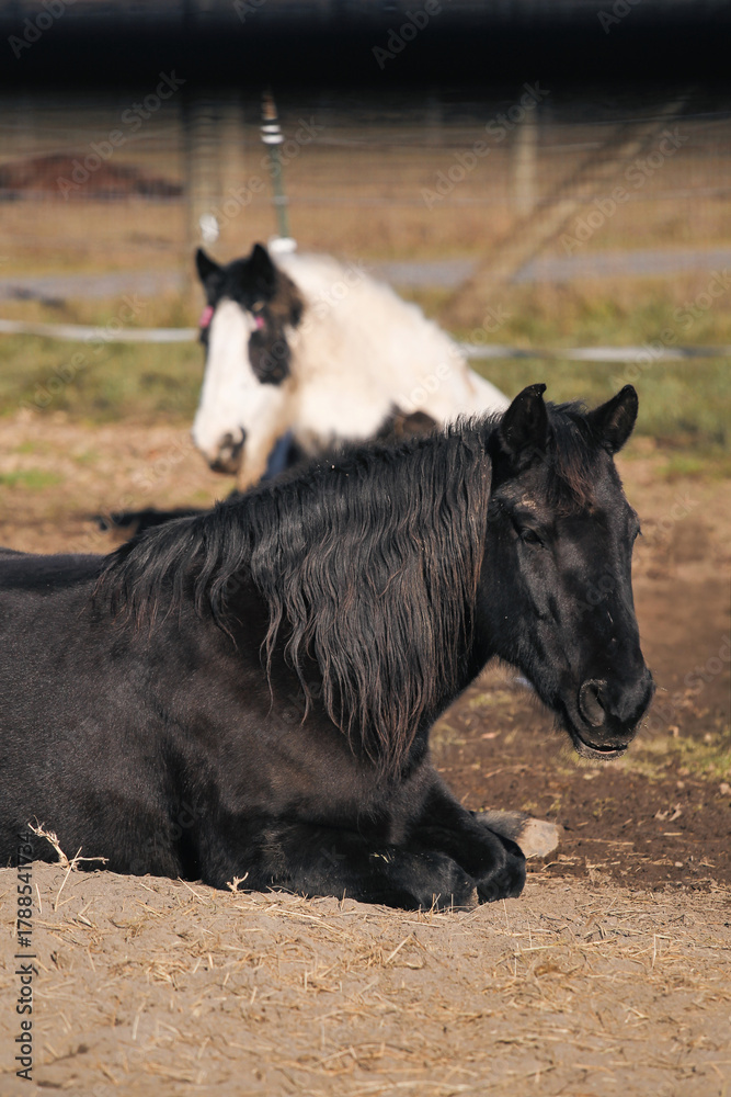 Φωτογραφία Black Andalusian and pinto horse resting in sandy track paddock — ethical horsem